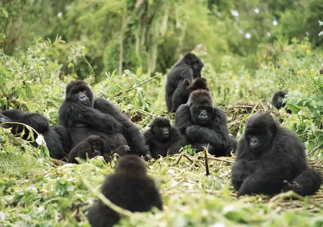 four-day adventure in Bwindi, Uganda