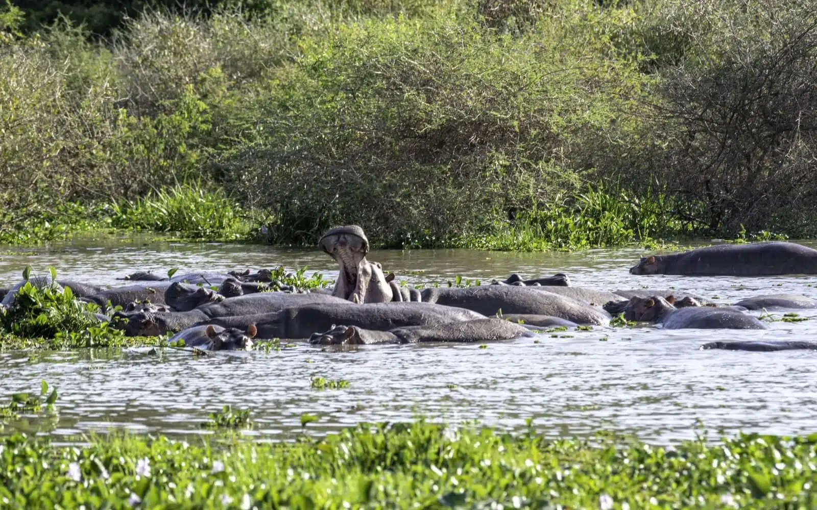 five-day adventure in Bwindi, Lake Bunyonyi, and Queen Elizabeth Uganda