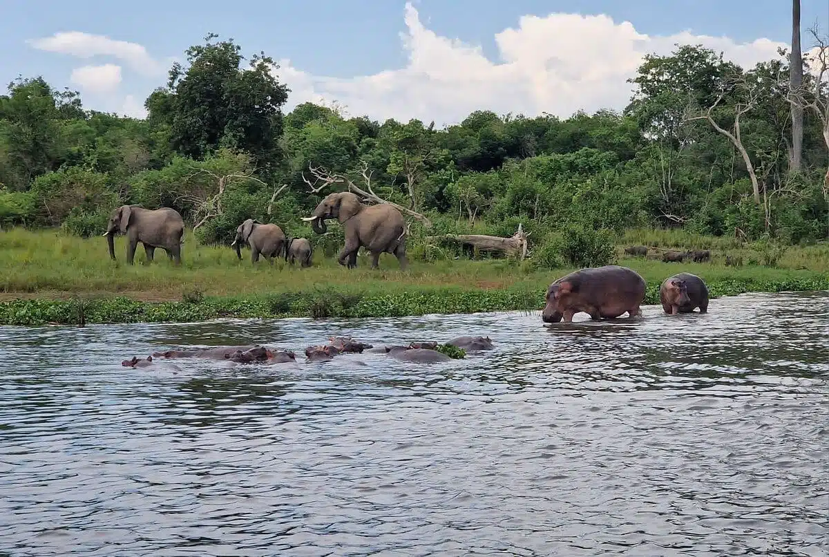 Image hover effect image