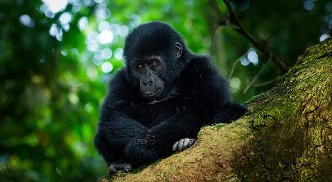 Uganda wildlife Safaris