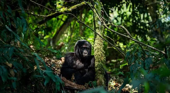 Uganda’s National Parks safari