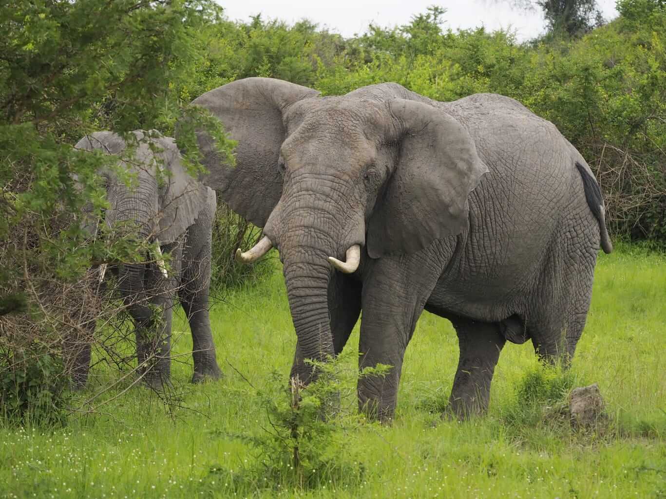 Queen Elizabeth National Park uganda