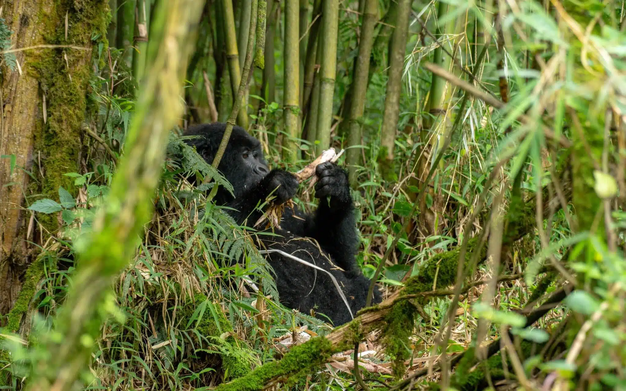 Mountain Gorillas of Rwanda