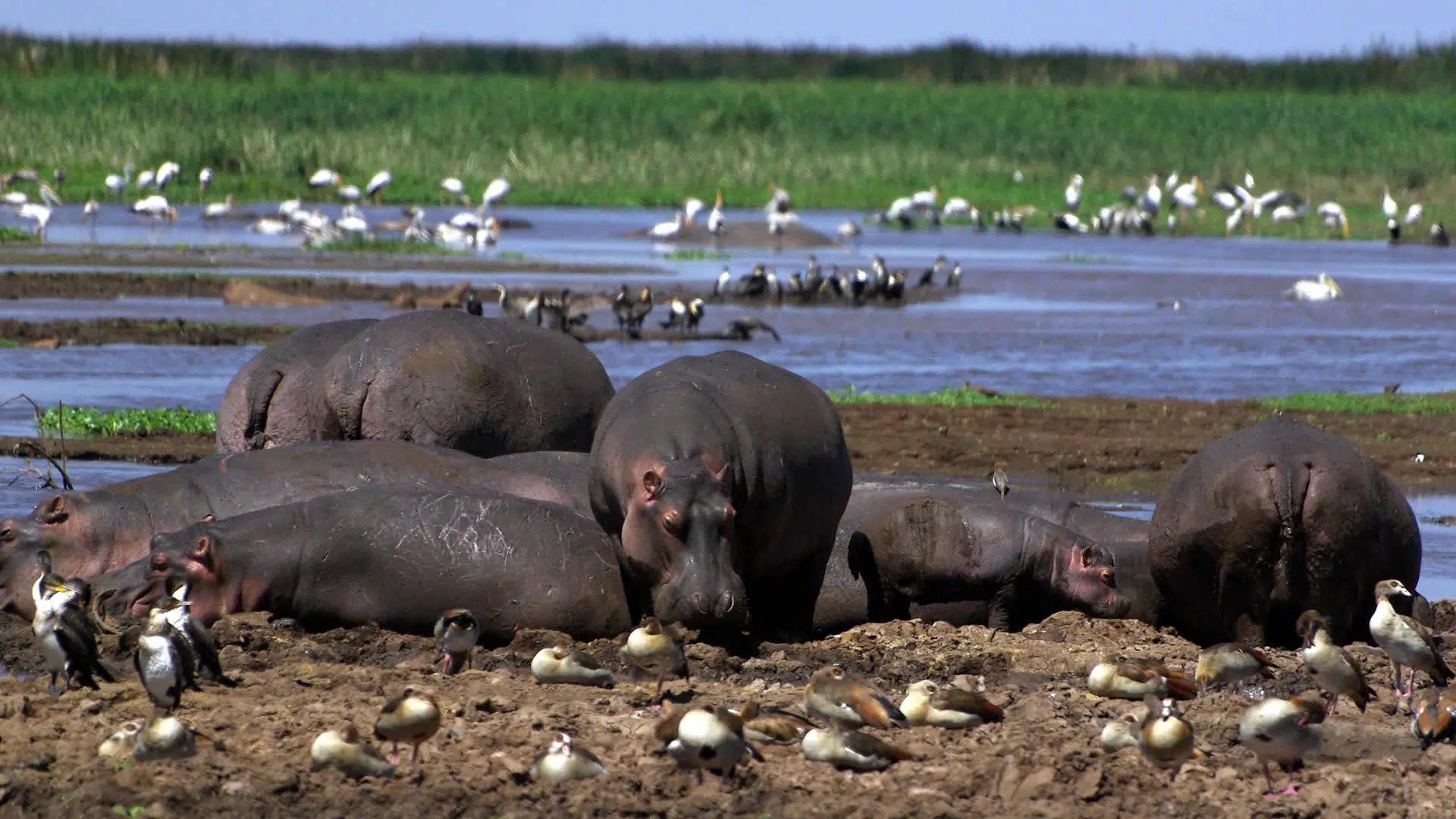 6 days and 5 nights safari tour in Tanzania