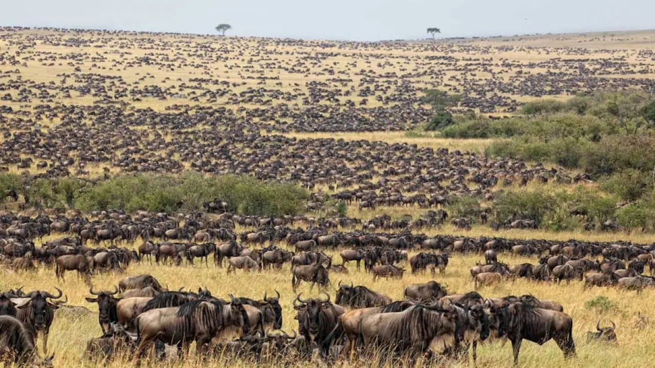 Great Wildebeest Migration Serengeti National Park in Tanzania