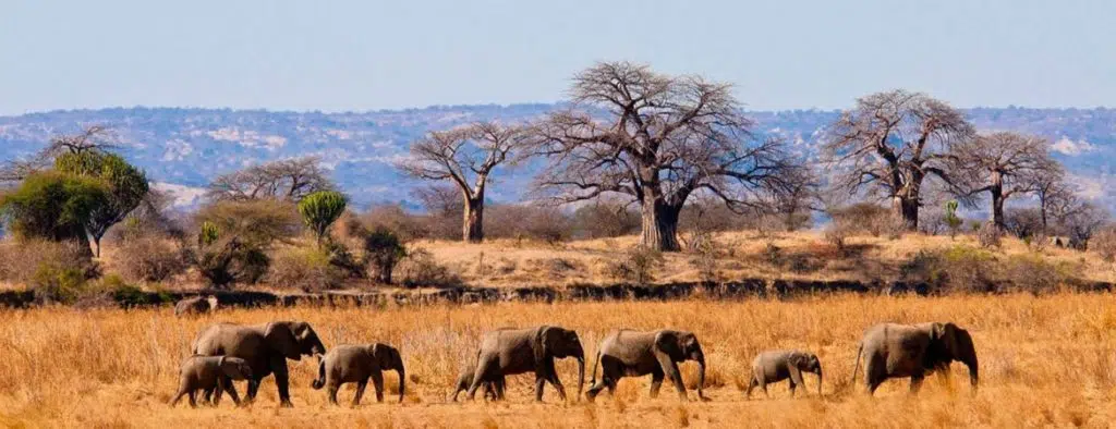 A herd of elephants in the Tarangire National Park