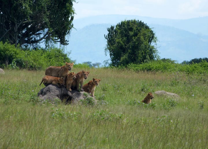 Wildlife in kidepo valley national park