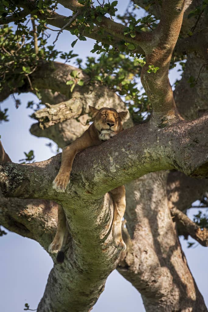 Tree Climbing Lions in Queen Elizabeth National Park
