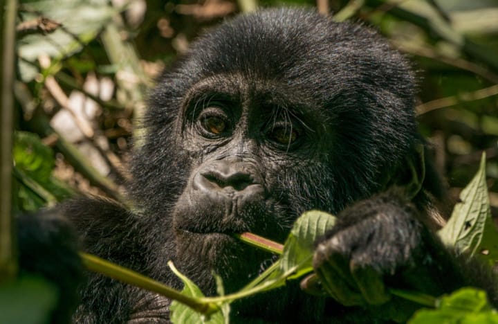 Gorillas in Bwindi Impenetrable National Park